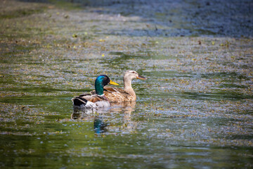 Wall Mural - canards qui nagent dans un lac 