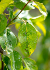 Disease on pear leaves in nature.