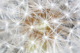 Fototapeta Dmuchawce - Fluffy dandelions as an abstract background.