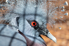 Close-up Of An Exotic Bird With A Red Eye In Captivity - The Shadow Of The Cage Is Visible