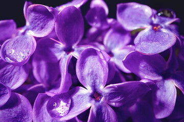 Wall Mural - Macro image of spring lilac violet flowers