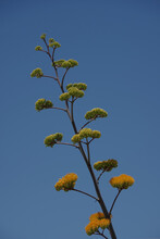 Very Tall Agave Flower Stem Under Blue Sky