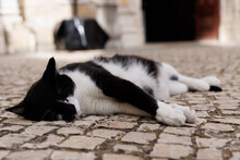 A Black And White Cat Asleep On A Cobblestone Floor