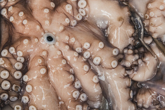 the underside of an octopus for sale in a fish market in lisbon