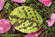 The Rose Black Spot Disease Caused By The Fungus Diplocarpon Rosae. The Black Spots On The Leaves Are Circular With A Perforated Edge. Close-up Image Of A Fallen Yellow Leaf Surrounded By Pink Petals.