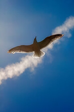 Lone Seagull Flying Against Sky