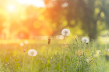 Summer Field Of Dandelions And Green Grass Under The Warm Evening Sun. Nature, Meadow, Tranquility Concept.