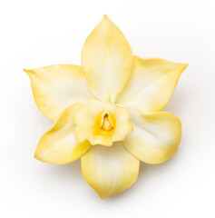 Yellow vanilla orchid flower isolated on white background