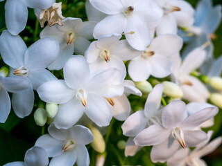 Wall Mural - Bunch of White Wild Water Plum Flowers Blooming