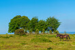 Wild pony beautiful rural country scene with Seven Sisters Trees Quantock Hills Somerset England UK