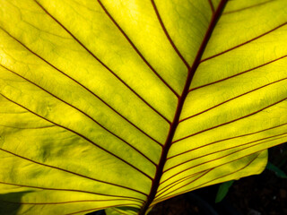 Wall Mural - Abstract of Texture of Anthurium Leaf