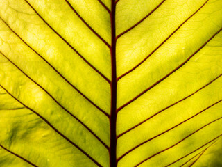 Wall Mural - Abstract of Texture of Anthurium Leaf