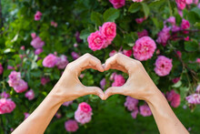 Hands Of Woman Making Heart Shape In Front Of Pink Roses