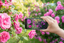 Hands Of Woman Photographing Pink Roses With Smart Phone