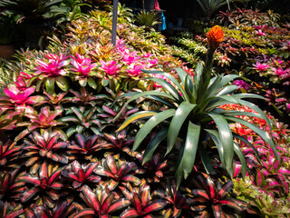 Wall Mural - Bromeliads are Arranged in a Row Surrounded by Flower Bromeliad