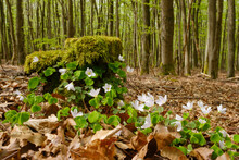 Wood Sorrels (Oxalis Acetosella) Blooming In Kellerwald-Edersee National Park