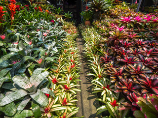 Wall Mural - Bromeliads are Arranged in a Row