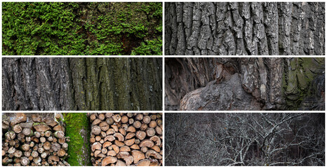 Wall Mural - Set of natural wooden textures. Trunks, bark, tree branches and firewood close-up. Collection of panoramic backgrounds for design.
