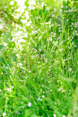 Wall Mural - Green grass with drops of morning dew. Spring in the countryside. Dew drops in the sun. Green fields.