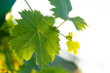 Wall Mural - Summer grapevine on abstract green and white natural background