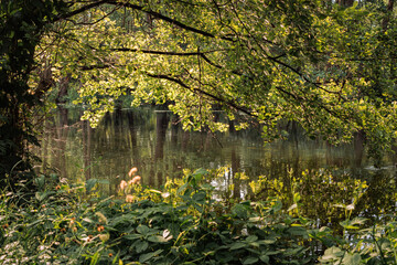 Canvas Print - Rural landscape, river among green meadows