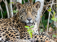 Adult Jaguar (Panthera Onca), On The Riverbank Of Rio Tres Irmao, Mato Grosso, Pantanal, Brazil
