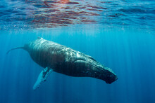 Humpback Whale (Megaptera Novaeangliae), Adult Underwater On The Silver Bank, Dominican Republic, Greater Antilles