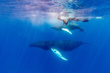 Humpback Whale (Megaptera Novaeangliae), Mother And Calf Underwater On The Silver Bank, Dominican Republic, Greater Antilles