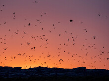 Hundreds Of Sooty Shearwaters (Ardenna Grisea), Come To Roost At Sunset On Kidney Island