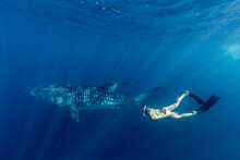 Whale Shark (Rhincodon Typus), Underwater With Snorkeler On Ningaloo Reef