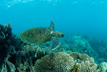 Adult Green Sea Turtle (Chelonia Mydas), Underwater In Coral Bay