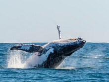Humpback Whale (Megaptera Novaeangliae), Adult Breaching On Ningaloo Reef