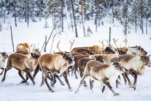 Herd Of Reindeer In The Arctic Forest During A Winter Snowfall, Lapland, Sweden, Scandinavia