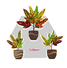 Houseplants. Botanical Vector Illustration.Variegated Plants, Multicolored Leaves. Codiaeums, Plant Growth, Postcard