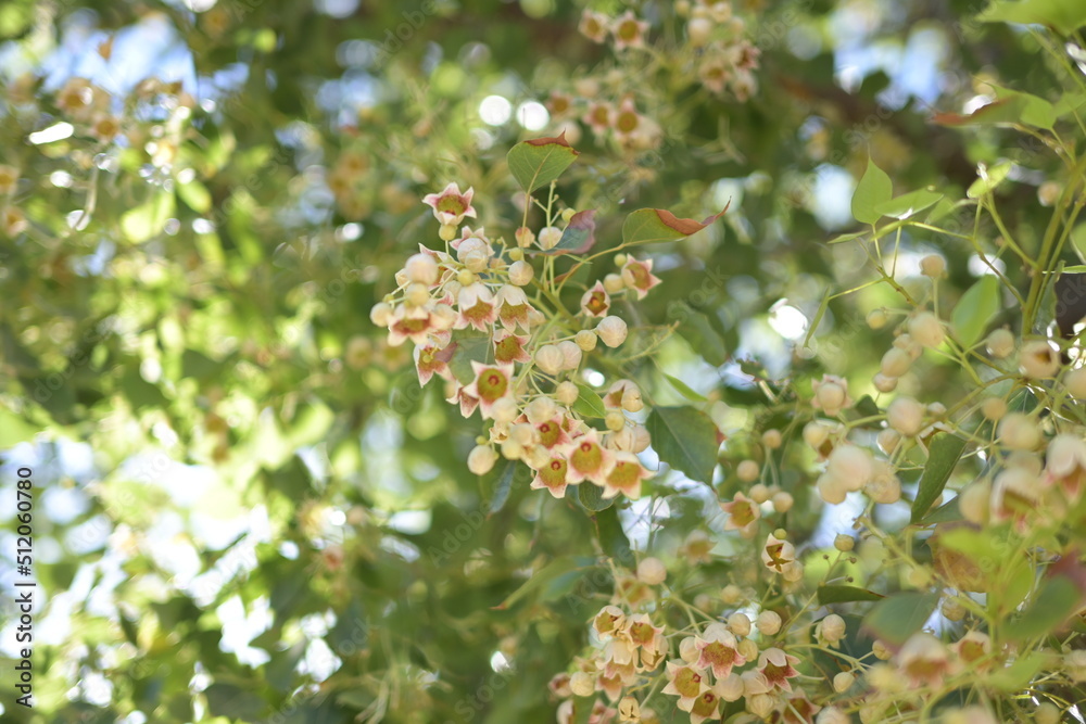 Weiße Baumblüten zwischen grünen Blättern auf Kreta