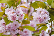 Kirschblüten einer Japanischen Kirsche
