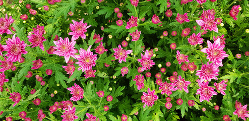 Wall Mural - Beautiful tropical pink, violet or purple flower blooming with green leaves background in floral garden. Flower name is Chrysanthemum and scientific name is Dendranthema Grandiflora. Flora wallpaper	