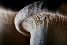 Close Up Of Farmed King Oyster Mushroom