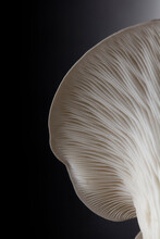 Close Up Of Underside Gills Of Farmed Oyster Mushroom