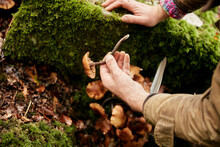 Man Holding Edible Fungus In Woodland
