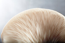 Close Up Of Gills Of Oyster Mushroom (Pleurotus Ostreatus)