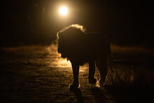 A Male Lion, Panthera Leo, Walks In A Spotlight Of A Vehicle At Night
