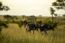 Three Ostriches, Struthio Camelus, Stand Together In The Evening Light