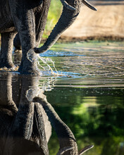 An Elephant, Loxodonta Africana, Walks Through Water With A Reflection