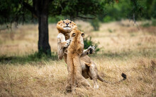 Two Lions, Panthera Leo, Fight Each Other