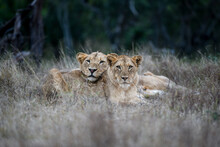 Two Lions, Panthera Leo, Lie Together In The Grass Alert And Heads Raised.