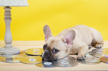 Purebred Funny French Bulldog With A Cheerful Muzzle Against A Yellow Wall Under A Cozy Vintage Lamp With A Green Lampshade With White Polka Dots Lies On Music Discs And Poses Listens The Music Sadly.