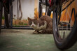Bezdomny, przestraszony kot chowa się za rowerem.