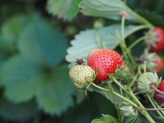 Poster - strawberry in the garden