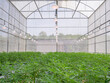 © meeboonstudio - Commercial cannabis business. Large indoor marijuana commercial growing operation in the greenhouse
